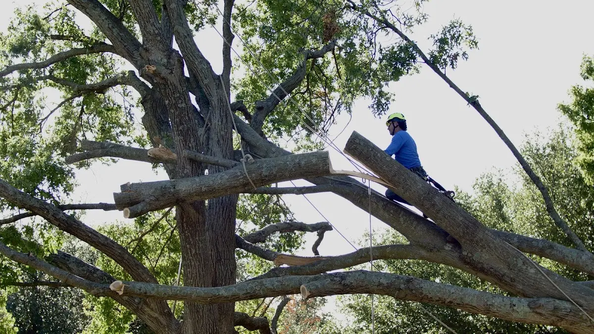 Professional Hazardous Tree Removal performed by certified arborists in Wrightsboro