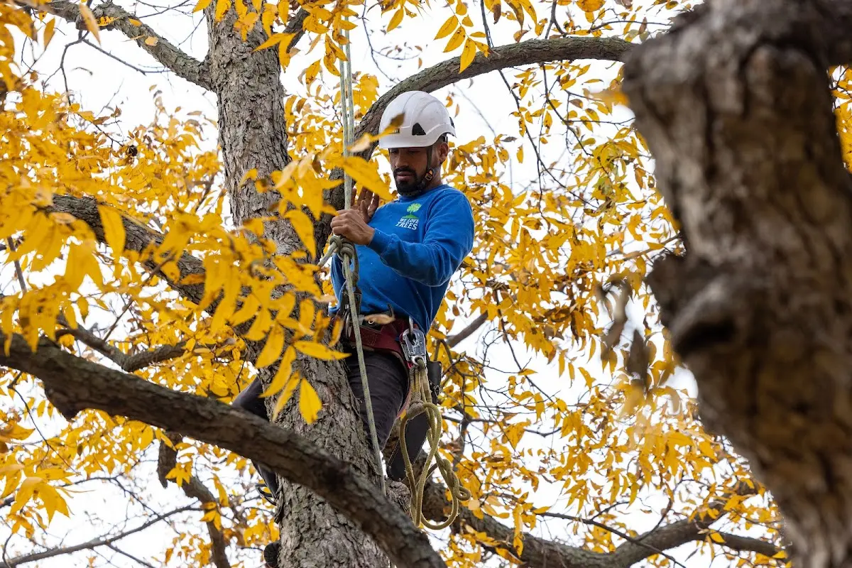 Skilled Tree Planing crew working in Wrightsboro